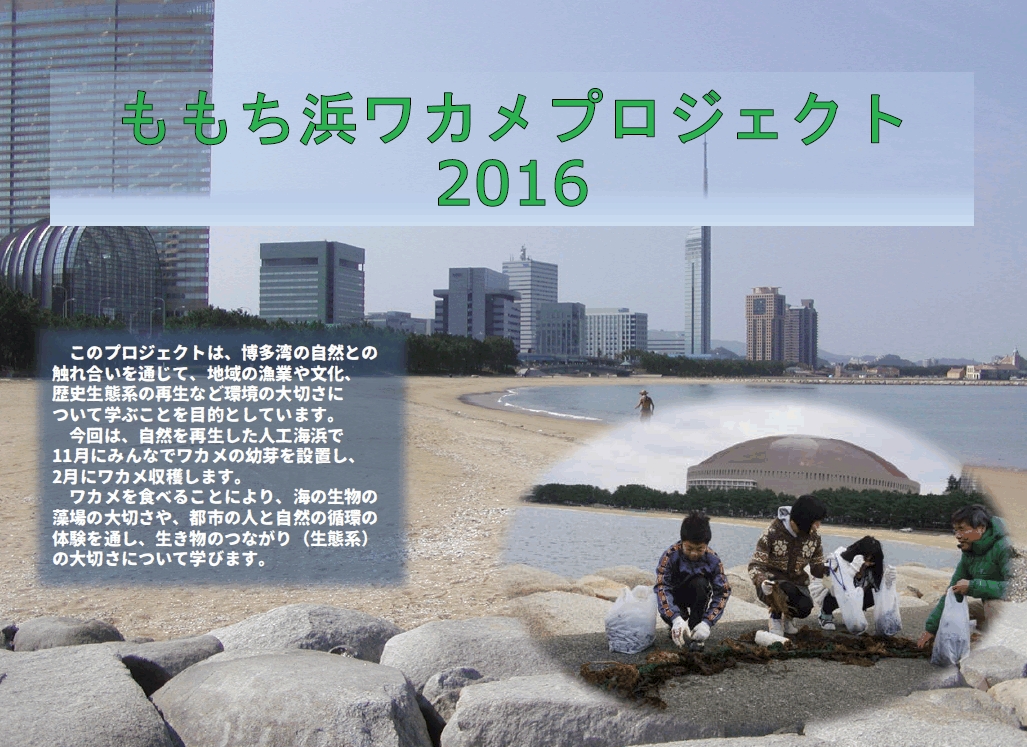 ワカメプロジェクト2016企画