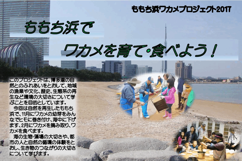 ワカメプロジェクト2017