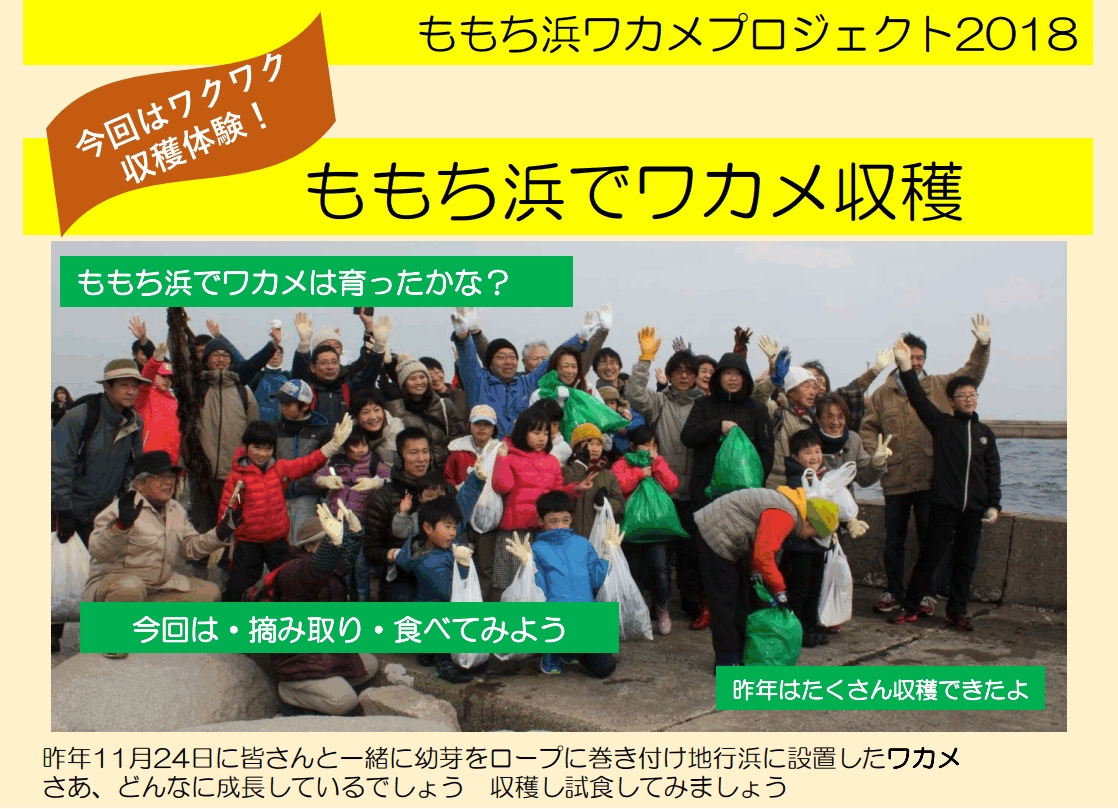 ワカメプロジェクト2018